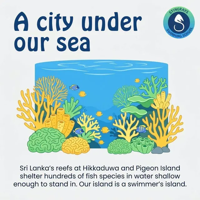 A Stingrays Swim School social post about Sri Lanka’s reefs